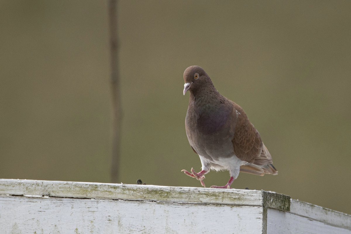 Tamduva - Naturpelle