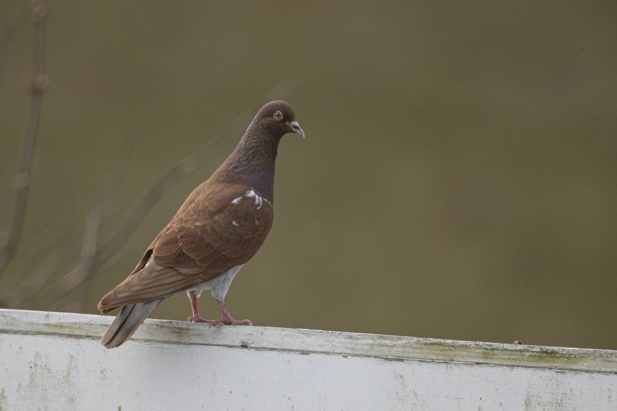 Tamduva - Naturpelle