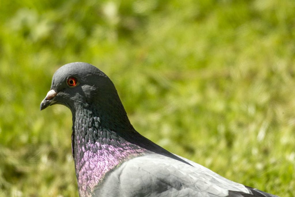 Tamduva - Naturpelle