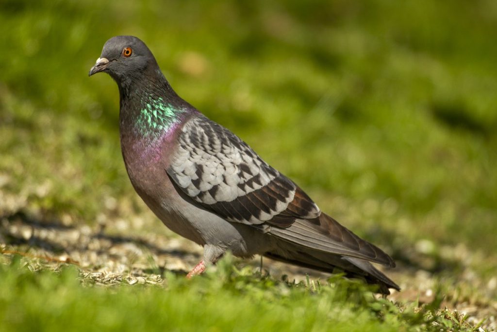 Tamduva - Naturpelle